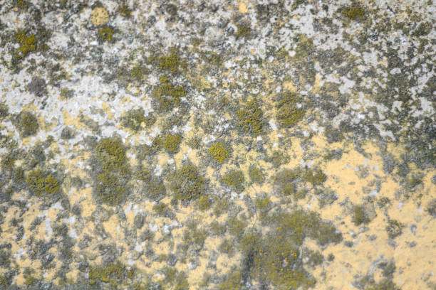 The texture formed by the wall surface holding moss from dampness.