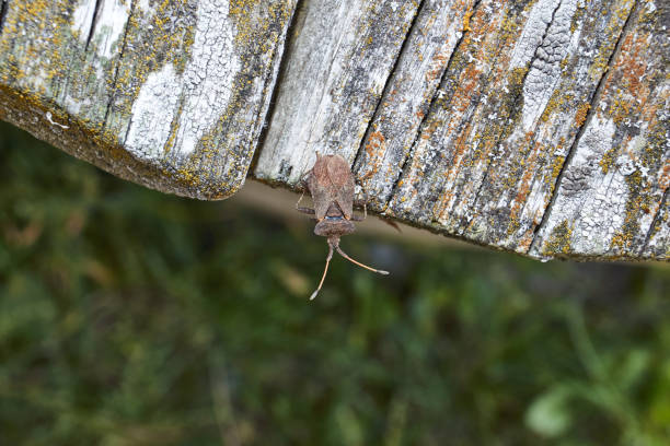 istock The bedbug Coreus marginatus sits on an old board in the garden. 1372396094