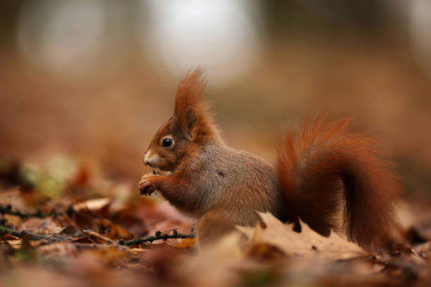 istock Cute red squirrel with long pointed ears eats a nut in autumn orange scene with nice deciduous forest in the background, Sciurus vulgaris in Czech republic 1372396233
