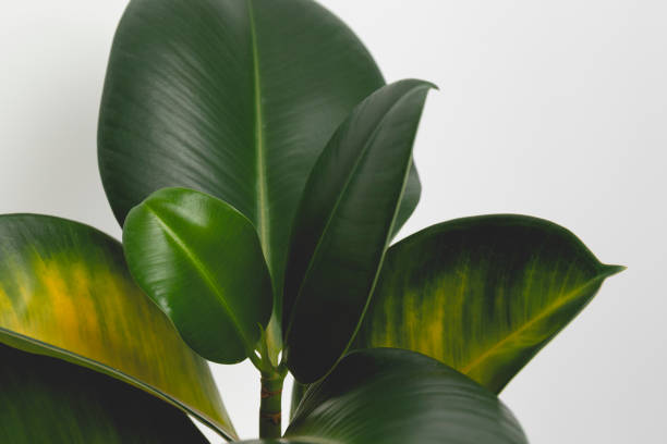 istock Dying rubber fig with yellow leaves. Gardening concept. 1372396469