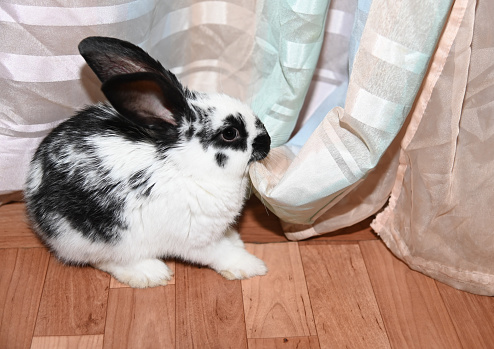 a cute little rabbit is sitting on the floor and chewing on a curtain. Portrait of a black and white rabbit in a home interior. Humor