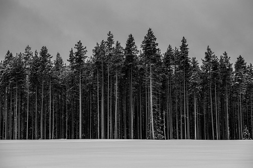 The thicket of the dark forest. Winter background.