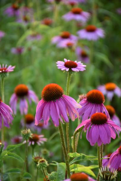 flores de echinacea purpurea. - coneflower fotografías e imágenes de stock