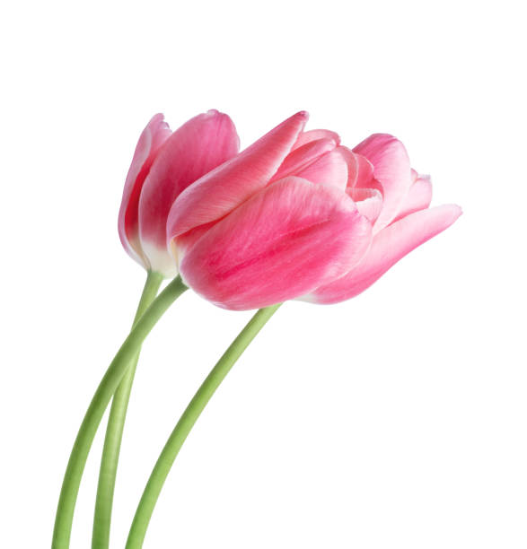 istock Three tulip flowers closeup isolated on white background 1372399091