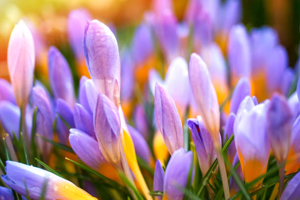 istock PURPLE CROCUS - SPRING FLOWERS. FLOWERS MACRO. MULTICOLORED NATURE 1372399994