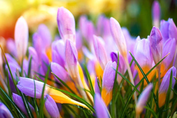 istock PURPLE CROCUS - SPRING FLOWERS. FLOWERS MACRO. MULTICOLORED NATURE 1372400248