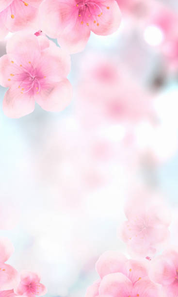 Vertical Japanese Spring Sakura Cherry Blossoms 240x400 Ratio Web Fat Skyscraper Banner White Background vertical Japanese Spring Sakura cherry blossoms 240x400 size website fat skyscraper banner background. 3D Illustration Clip-Art floral spring petal design header. copy space in pink, white, blue blended colour rose stock pictures, royalty-free photos & images