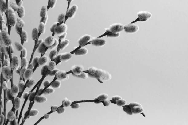 Spring background. Willow flowers on the gray  background. Close-up. Copy space.