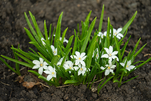 Ornithogalum grows in the garden. Perennial plants with linear basal leaves, growing from a bulb. Star-shaped flowers, Star of Bethlehem.\