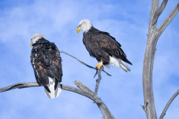 istock American Bald Eagles perched in a tree with a blue sky background. 1372402005