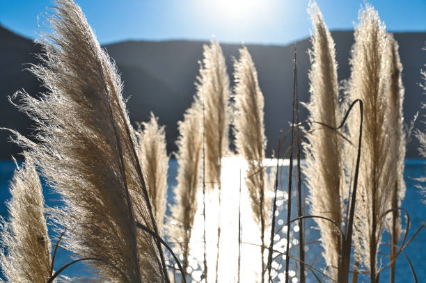 Ornamental grasses against the light on the lake