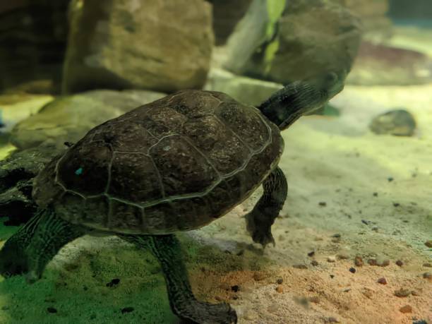 istock Turtle at the aquarium 1372403338