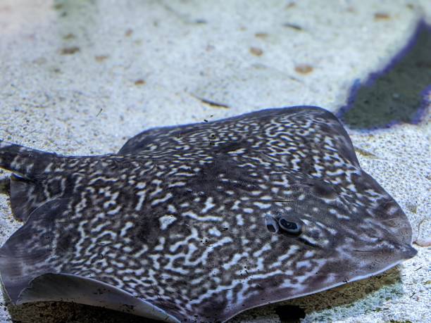 istock Ray at the aquarium 1372403363