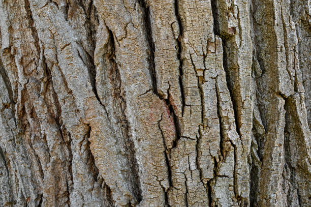 istock Corteccia pioppo 1372403435