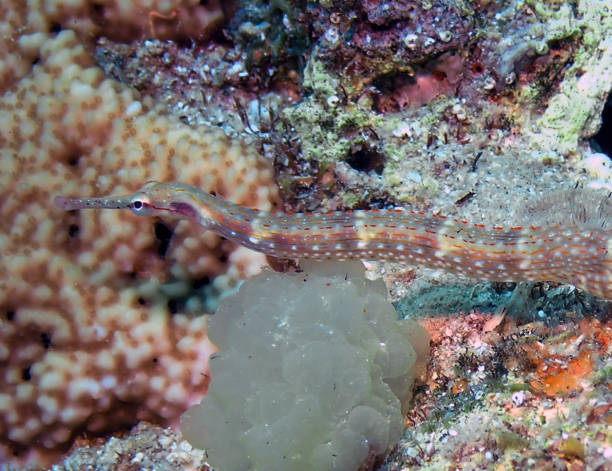istock Schultz's Pipefish (Corythoichthys schultzi) in the Red Sea, Egypt 1372404789