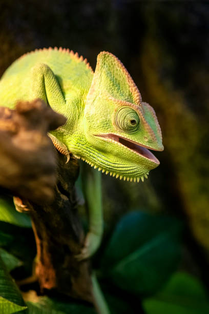 istock Cute chameleon with its mouth open sits on branch 1372406123