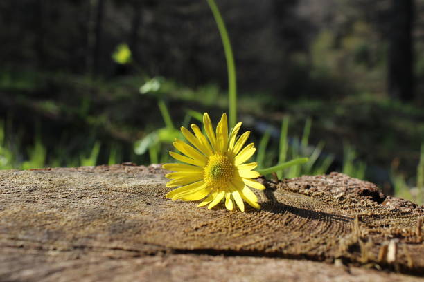istock beautiful flowers in the mountains 1372406155