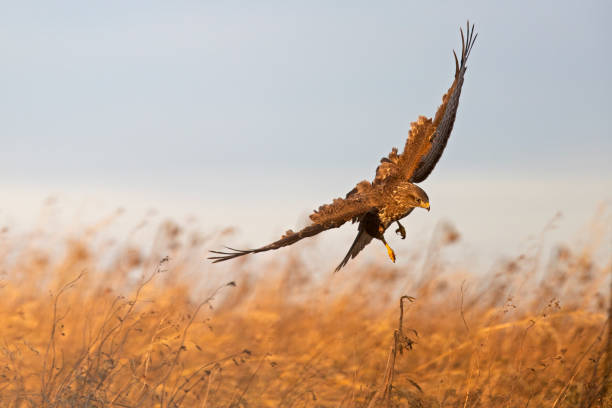 istock A Common buzzard (Buteo buteo) landing on a sunflower. 1372406288