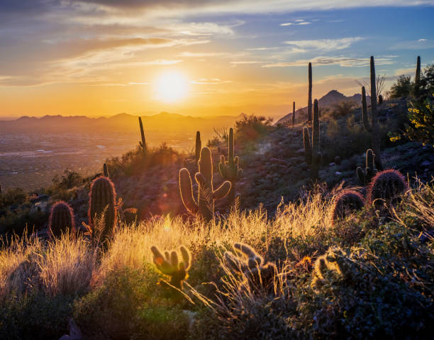 istock Sonoran Desert Sunset no. 121 1372406366