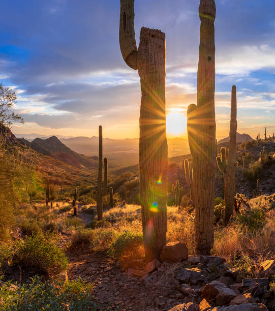 istock Sonoran Desert Sunset no. 125 1372406475