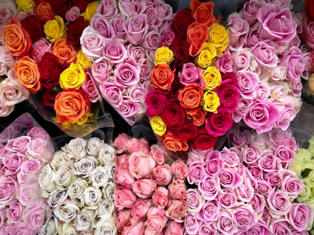 istock Bunches of wrapped roses 1372406503