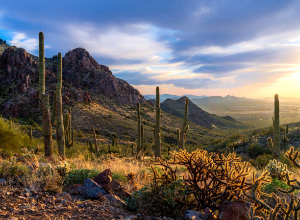 istock Sonoran Desert sunset no. 126 1372406517