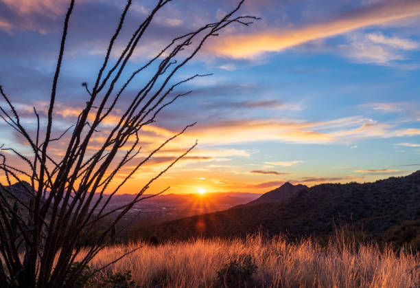 siluetta del tramonto del deserto di sonora n. 126 - phoenix arizona scottsdale sunset foto e immagini stock
