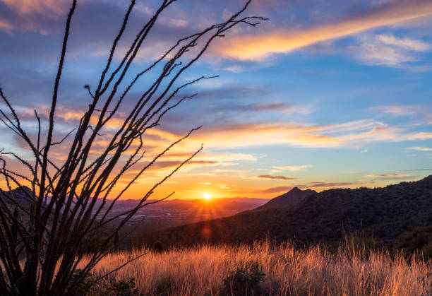 istock Sonoran Desert sunset silhouette no. 126 1372406531