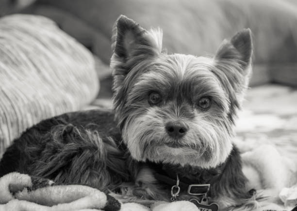 Jeter the Yorkshire terrier dog in sepia toned black and white