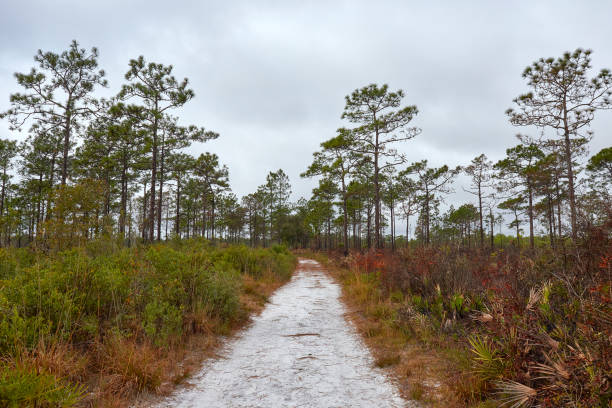 istock Pine Woodlands in Central Florida 1372407481