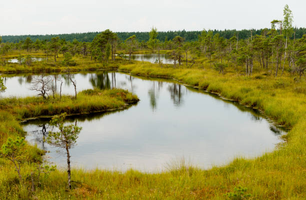 istock Kemeri National Park 1372413285