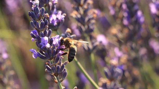 istock Flowers of the lavender fields 1372413298