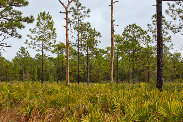 istock Pine Woodlands in Central Florida 1372414405