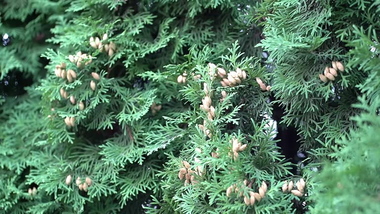 Tui cones