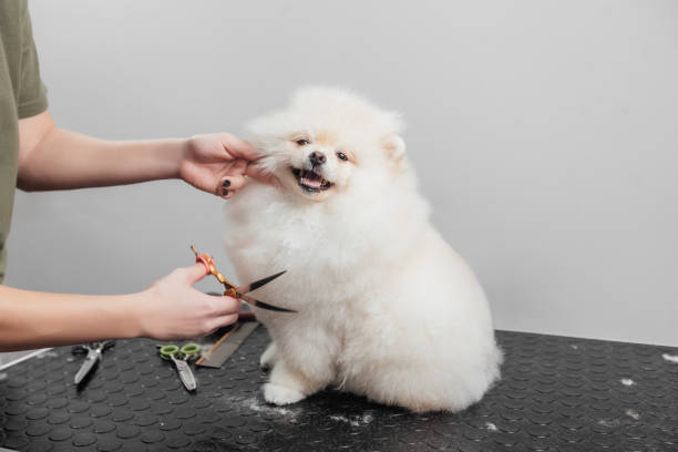 Female is grooming and trimming pomeranian spitz in salon Pomeranian dog at grooming salon groom human role stock pictures, royalty-free photos & images