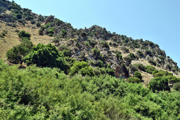 istock View on the mountain and trees 1372416109