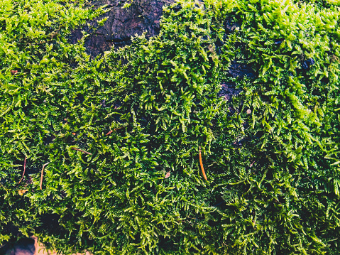 Green moss as texture or background.