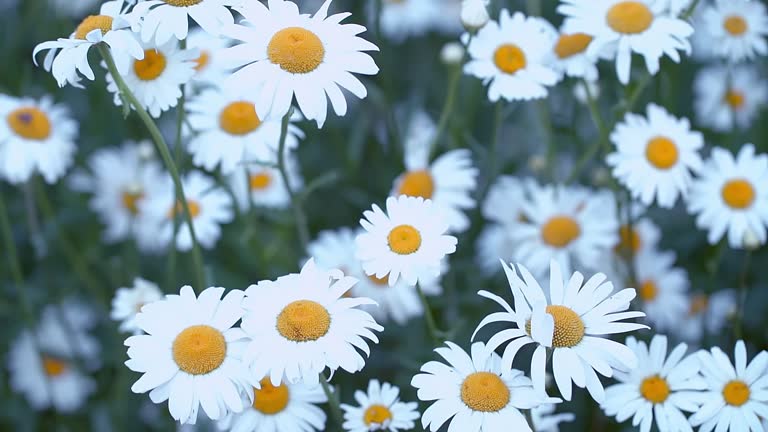 chamomile  daisies lowers during spring season.