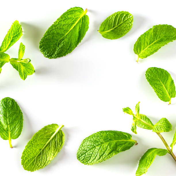 istock Frame from green mint leaves. Fresh aromatic plant for cooking. 1372417148