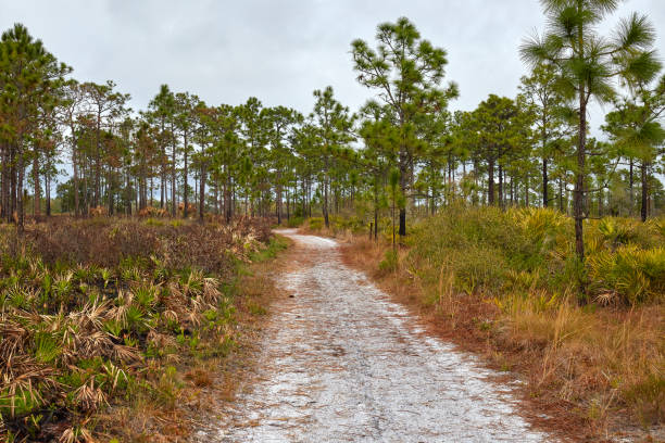 istock Pine Woodlands in Central Florida 1372417358