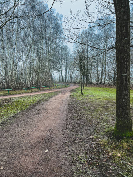 istock A beautiful path through creepy trees in winter with some fog. 1372417902