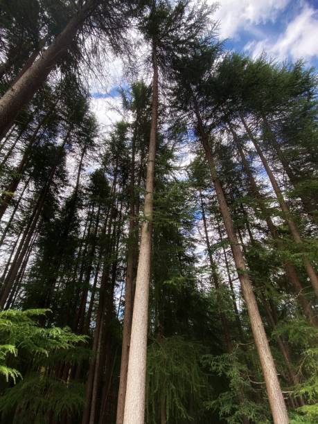 istock Forest of tall conifer trees 1372417910