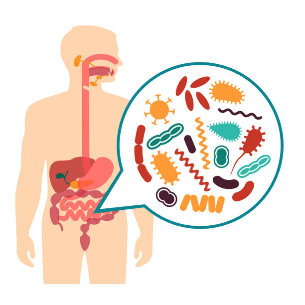 medical vector illustration of stomach ache, human digestive system problems microorganisms image. human digestive system problems. Stomach ache, food poisoning symptom, isolated sick person. vector illustration. Flat design style laboratory clipart stock illustrations