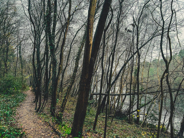 istock A path through a forest next to a lake in rainy weather in winter. 1372419324