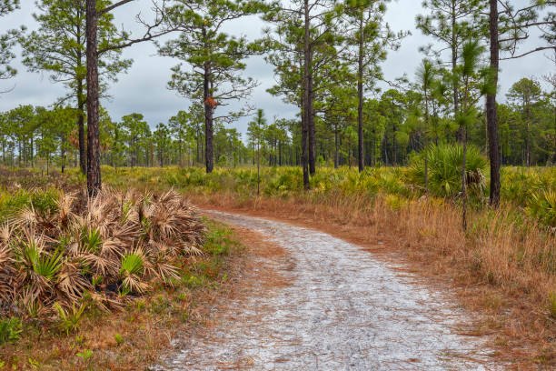 istock Trail Through Open Pine Forest near Orlando 1372419598