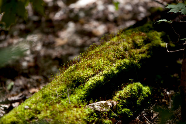 istock Mossy growth on the forest floor in an Ontario forest. 1372420300
