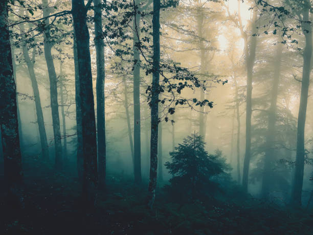istock The Black Forest in Germany with fog. 1372420695
