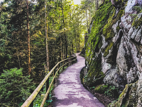 A path through the Black Forest in summer.