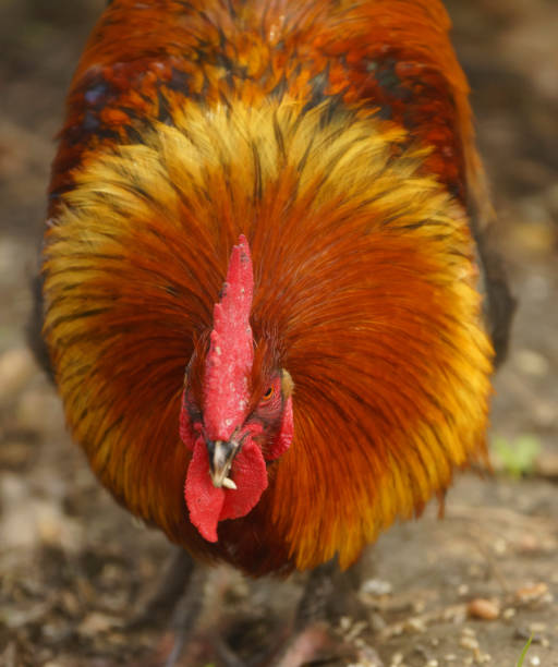 istock A beautiful Rhode Island Red rooster with its hackles up facing the lens 1372423634