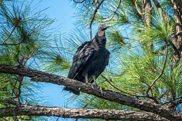 Blace vulture Black vulture sitting in a tree near Ft. Pearce, Florida american black vulture photos stock pictures, royalty-free photos & images